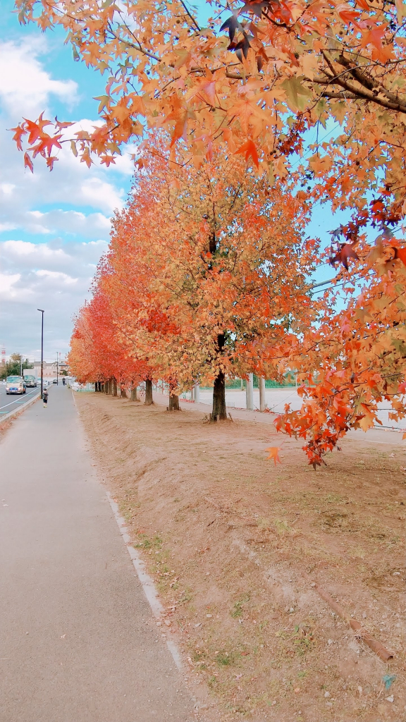 秋の紅葉in近所の公園